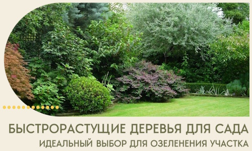 Быстрорастущие деревья для сада идеальный выбор в Щекине
