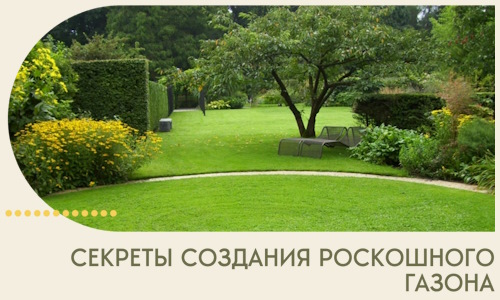 Секреты создания роскошного газона в Щекине
